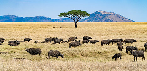 east africa safaris