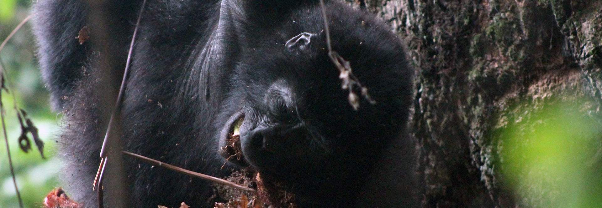 gorilla eating a fern